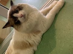 -藦茜花园宠物主题亲子互动体验馆(国顺东路店)