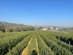 -龙坞茶村
