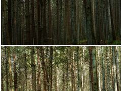 -重庆睡佛山森林公园