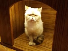 -喵园·猫主题咖啡厅·撸猫·猫咖(国贸店)