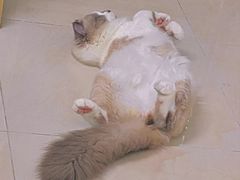 -瑞鹏宠物医院·骨科·猫科·内科(第一中心)
