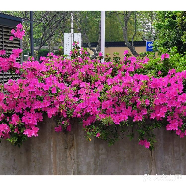 金陵花事||大行宫市民广场.杜鹃花