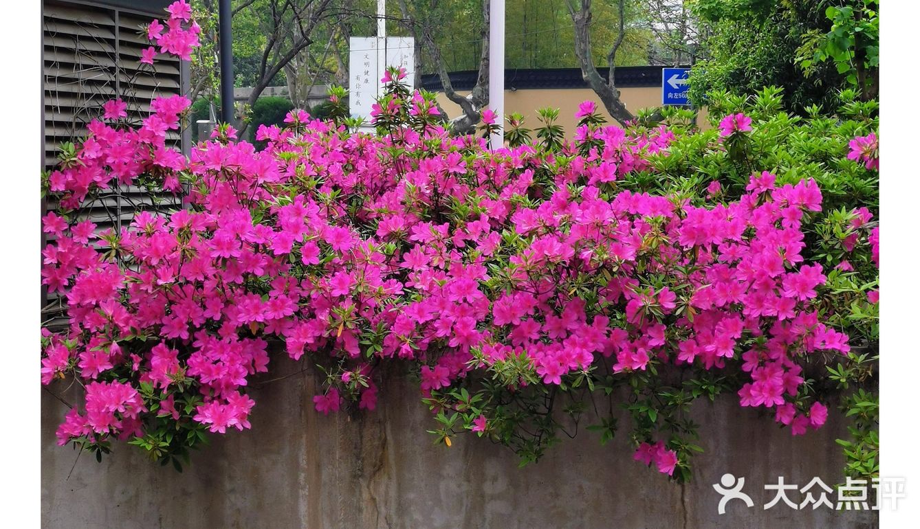 金陵花事||大行宫市民广场.杜鹃花