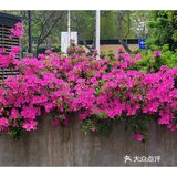 金陵花事||大行宫市民广场.杜鹃花