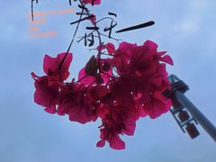 -中国科学院华南植物园
