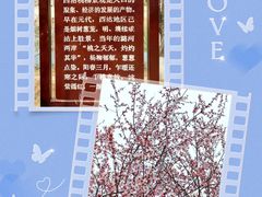 -桃花堤公园