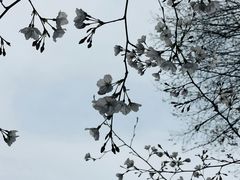 -武汉大学-樱园