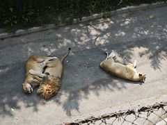 -大连森林动物园