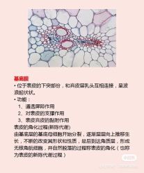 -海茱雅科技健康美容