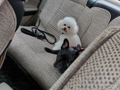 -八公叔叔宠物美容连锁(春申店)