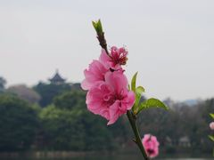 -西湖公园(鼓楼区)