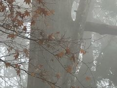 -天目山大树王景区