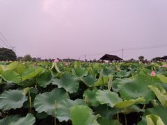 -梁鸿国家湿地公园