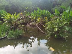 -深圳仙湖植物园
