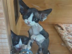 -山宅一喵德文卷毛猫舍