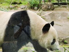 -都江堰中华大熊猫苑