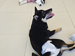 -怪兽屋·羊驼·猫咖·狗咖(俊华广场店)