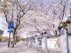 -嘉定紫藤园