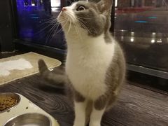 -吉丁鸟咖·异宠·寄养
