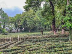 -野蔓果·山野菜(西湖景区·龙井茶田店)