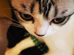 -猫大福·Fortune Cat猫舍(百子湾店)
