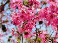 -天适樱花悠乐园