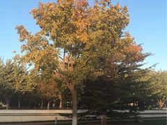 -北京国家会计学院