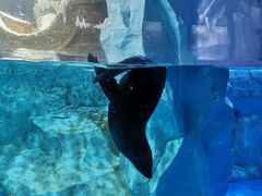 -芜湖新华联大白鲸海洋公园