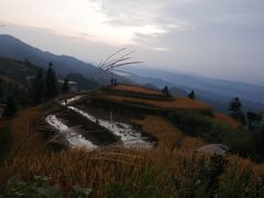 -紫鹊界梯田景区