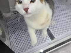 -1013 PET SHOP精品宠物商店(丁香店)