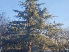 -大兴滨河森林公园