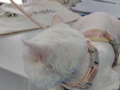 -博特宠物医院24h犬猫全科.骨科·异宠