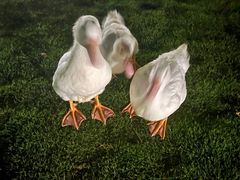 -阳朔悦榕庄·明月西餐厅&清风吧
