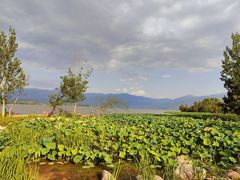 -西昌邛海湿地
