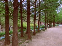 -白水寺森林公园