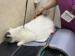-美联众合动物医院·24h京西诊疗中心