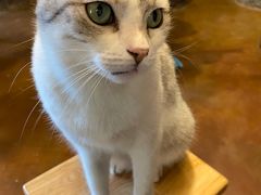 -猫猫幼稚园·撸猫·桌游·电玩