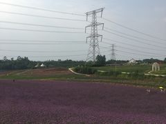 -紫颐香薰山谷景区