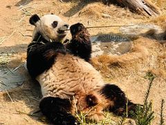 -西霞口神雕山野生动物世界