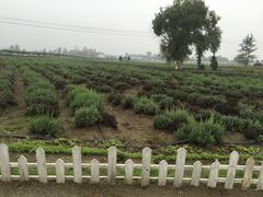-曲江薰衣草庄园