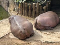 -深圳野生动物园