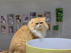 -藏猫猫咖啡主题馆(中央大道店)