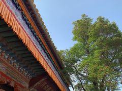 -塔尔寺菩提树