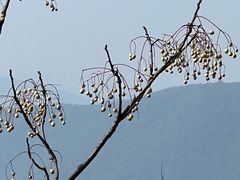 -惠山国家森林公园