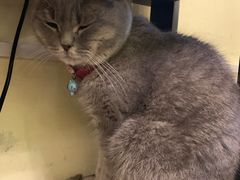 -猫色咖啡·猫咖