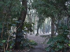 -上海共青森林公园