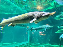 -华夏文旅海洋公园