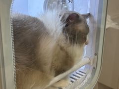 -悠尼宠物·独立低压伊珊娜洗护·美容·寄养(兰谷路店)