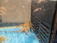 -Mr·Fish鱼鲜生海鲜放题(银泰in99店)