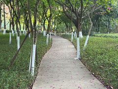-火炉山森林公园